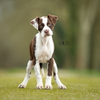 Scratchy, chienne à adopter