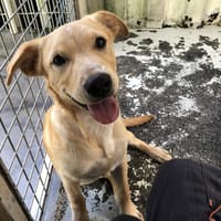 TENOR, chien à adopter