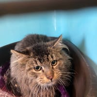 VALENTIN'S, chatte à adopter