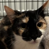 CHANNELLE, chatte à adopter