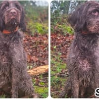 SYRIUS, chien à adopter