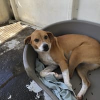 CADENCE, chienne à adopter