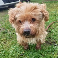 OAA19937 FIZZ, chien à adopter