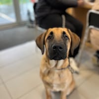 AIKO, chien à adopter