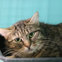 ARABELLE HAB17528, chatte à adopter