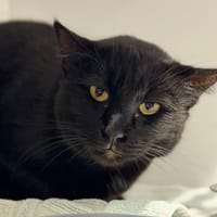 BASTET, chatte à adopter