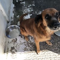 IDA, chienne à adopter