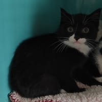 MIDNIGHT (promis), chat à adopter