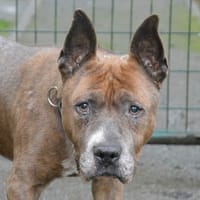 ZENZO CHAO, chien à adopter