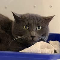 GRIZZY, chat à adopter