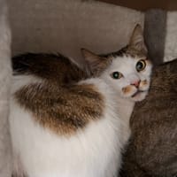 FLASH, chat à adopter