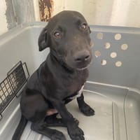 TAMBOUR, chien à adopter