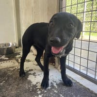 TWIST, chienne à adopter