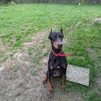 Dobik, chien à adopter
