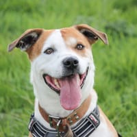 Simon, chien à adopter