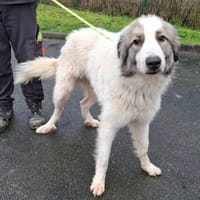 ALTO, chien à adopter