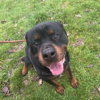 OAA19939 PAROS, chien à adopter