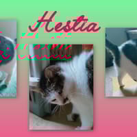 HESTIA, chatte à adopter