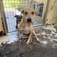 TAMTAM, chienne à adopter