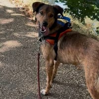 Louba, chienne à adopter