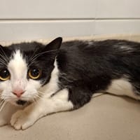 FELIX, chat à adopter