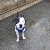 APOLO VAA, chien à adopter