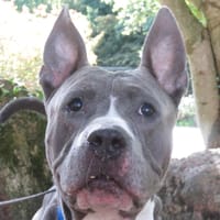 OAA19935 BOBBY, chien à adopter