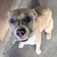 POST-IT départ le 20, chien à adopter