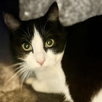 Arthemis, chatte à adopter