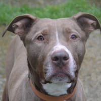 MANDELA CHAO12014, chien à adopter