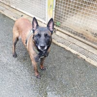 SYLKA VAA, chienne à adopter