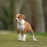 Itchy, chien à adopter