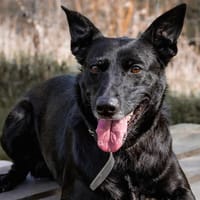 ORLIA, chienne à adopter