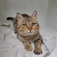 ZINIA, chatte à adopter