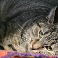 TAMI HAB17524, chat à adopter