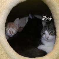 POOF, chat à adopter