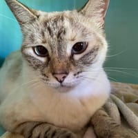 FRAISE, chatte à adopter