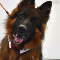 SAM, chien à adopter