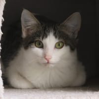 Cruz, chat à adopter