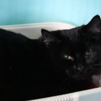 TARA HAB17525, chatte à adopter