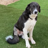 JERK, chien à adopter