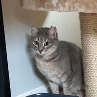 ORTIE, chatte à adopter