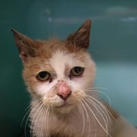 NESTLE HAB17509, chat à adopter