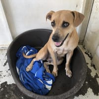HARMONIE, chienne à adopter