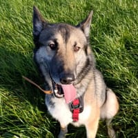 Big Ben, chien à adopter