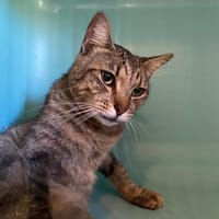 TAGADA, chat à adopter