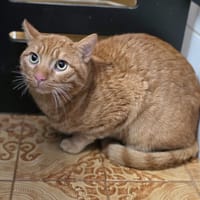 Spirit, chat à adopter