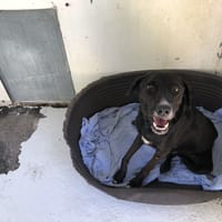 VINYLE, chienne à adopter
