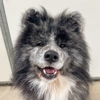 Yami, chien à adopter