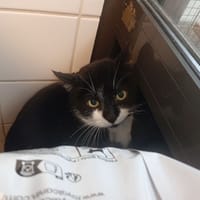 Raoul, chat à adopter